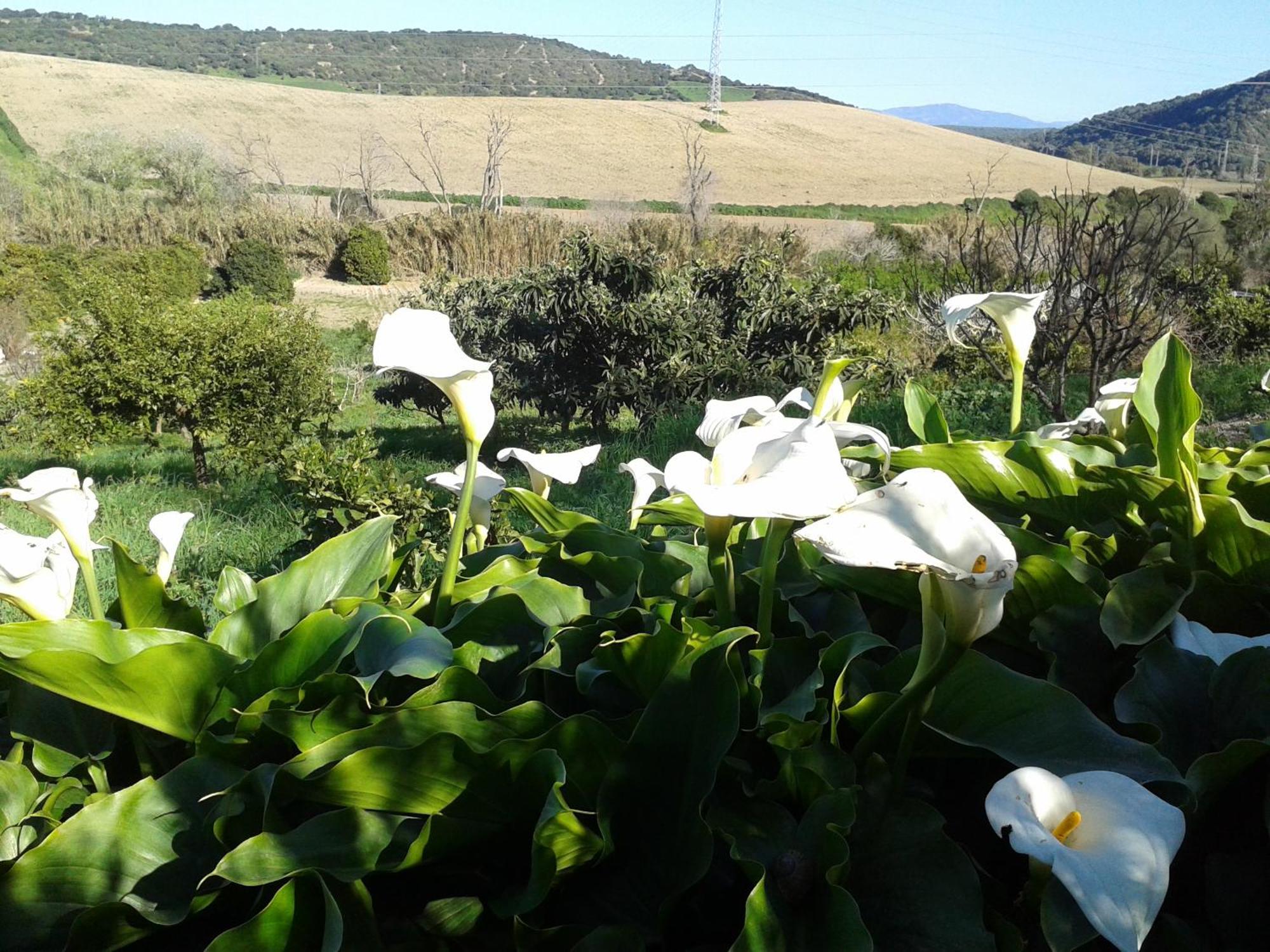 Casa Rural El Cubillo Vejer de la Frontera Exteriér fotografie