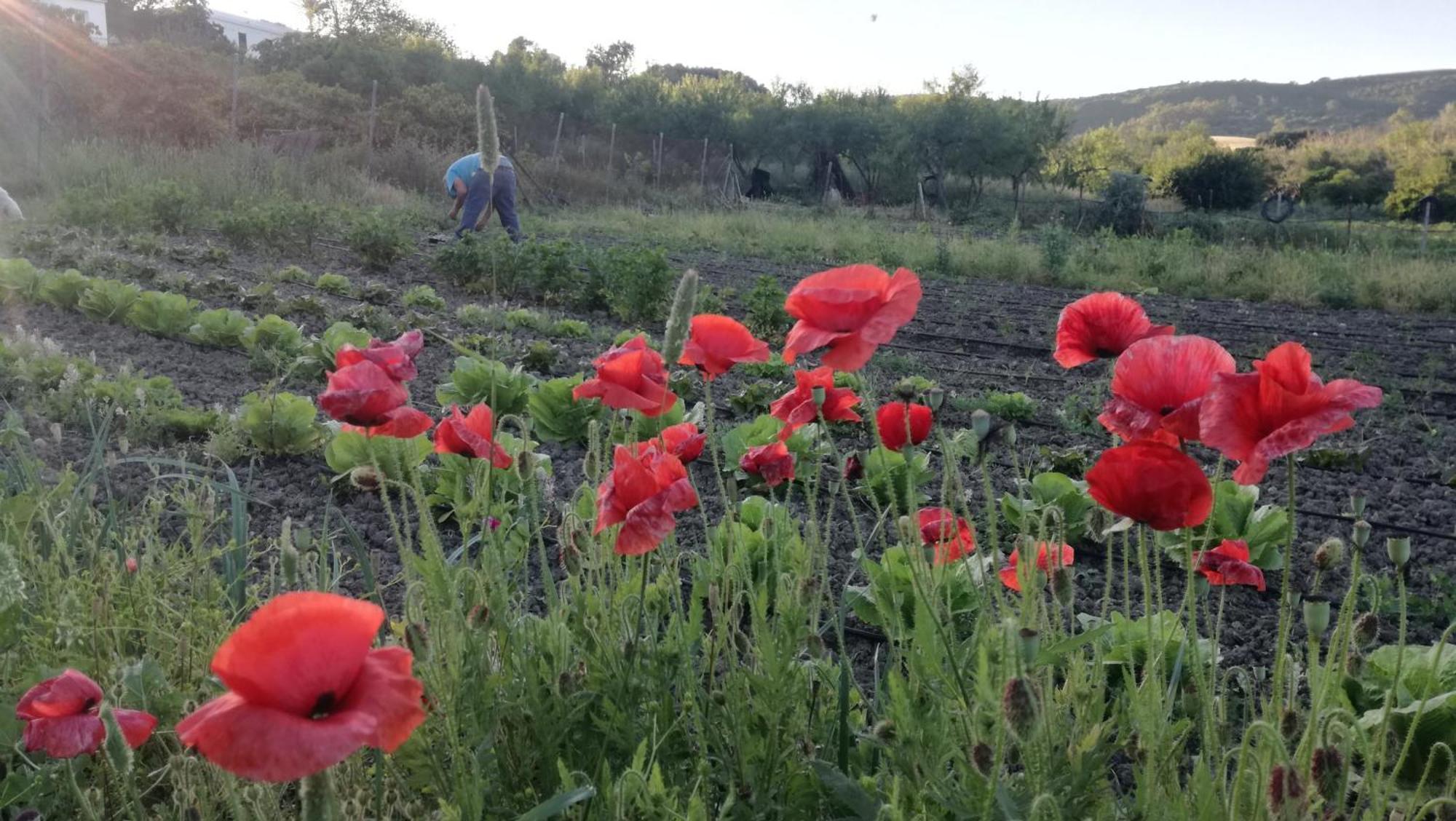 Casa Rural El Cubillo Vejer de la Frontera Exteriér fotografie
